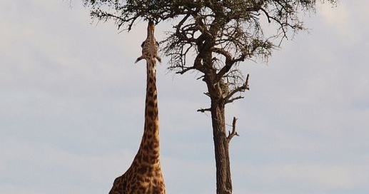 Giraffe A Symbol For A Tall Person