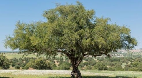 Argan Tree