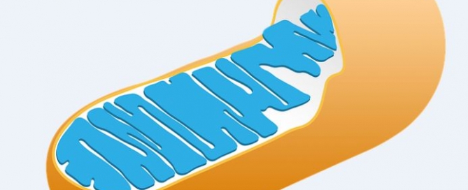 Mitochondria