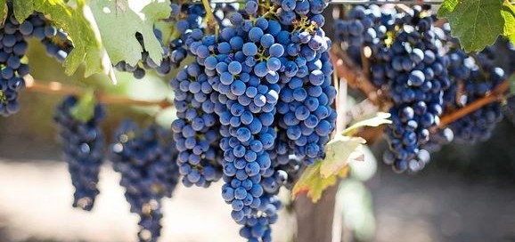 Resveratrol Grapes