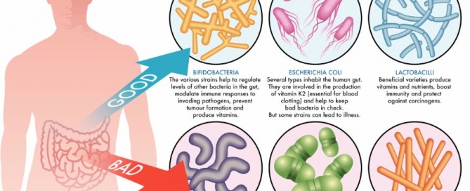 Bacterial Flora