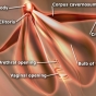 Surprising Things You May Not Know About the Clitoris