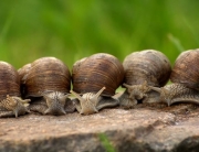 Snails
