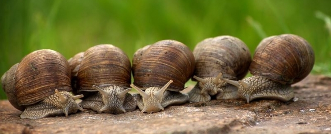 Snails